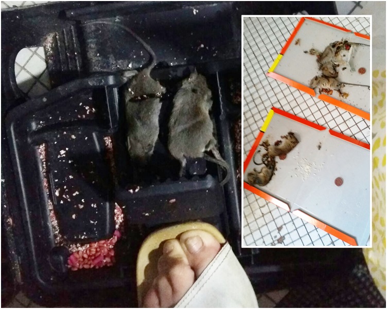 有劏房戶指,高峰期曾一個月內捉到16隻老鼠,半小時內捉到4隻。