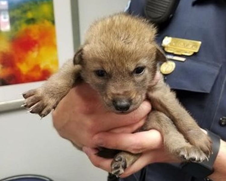 警員將牠送到當地野生動物中心。網圖