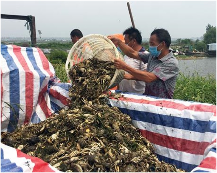 江苏洪泽湖水域被污染 大量鱼蟹死亡渔民血本无