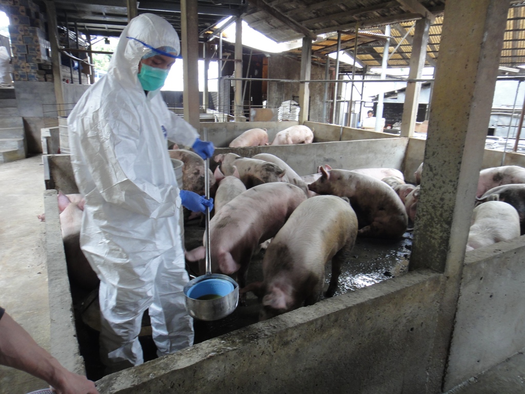 漁護署派員巡視本地豬場。陳肇始網誌