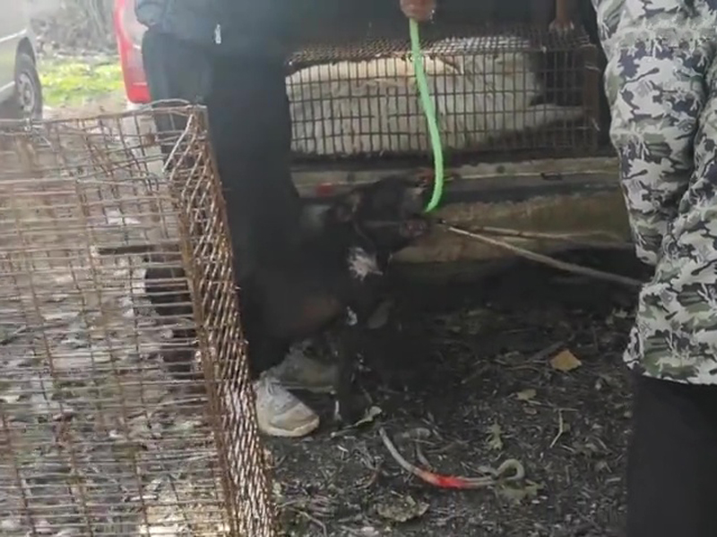河南有狗販用水管給狗插胃灌水。(網圖)