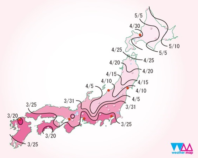 氣象公司weather map的櫻花期預測。weather map