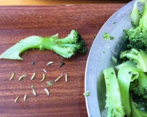 【健康talk】西蘭花暗藏幼蟲3招洗淨除蟲大法