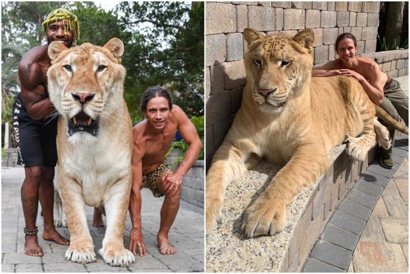 獅虎混種沒法獨自生存,被稱為人類貪婪所致的悲劇。(網圖)