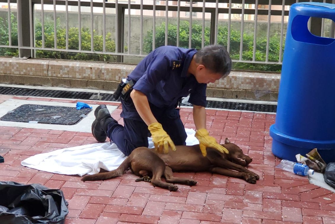 唐狗墮樓後死亡。