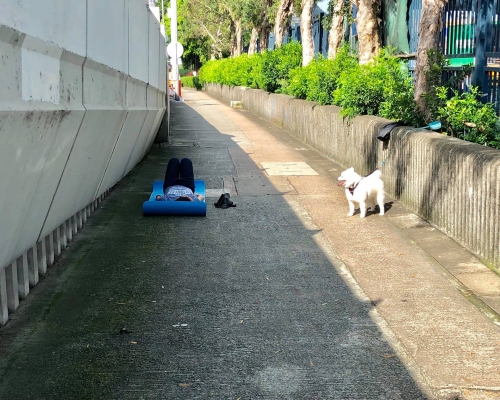 【Kelly Online】任由狗狗綁花槽暴曬 外傭陰涼?#24190;?#29788;伽被網民鬧爆