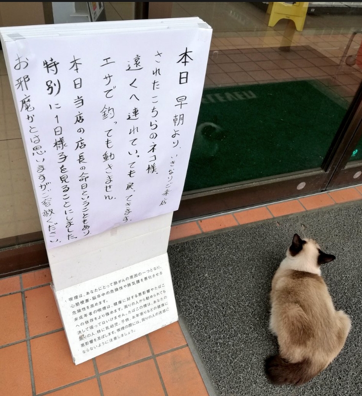 花貓堅持待在一家便利商店門口,連出動零食引誘都不願走。Twitter圖片