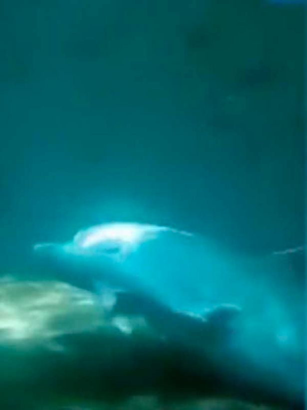 Dolphinarium海豚水族館被指海豚工作量巨大。網圖