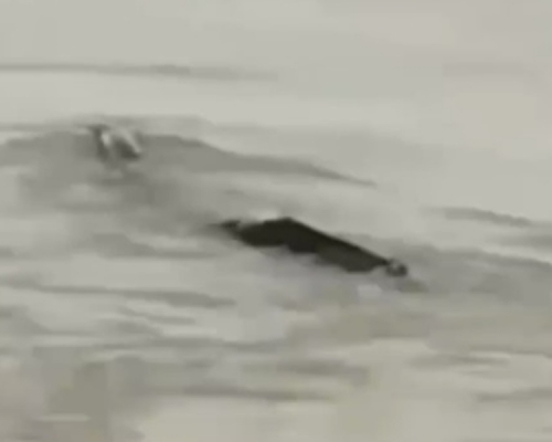 中國版尼斯湖水怪? 三峽大壩驚見巨型生物戲水