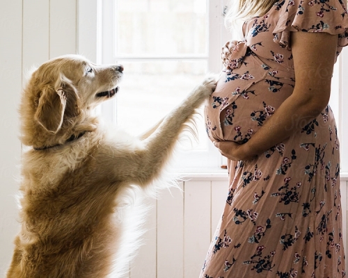 愛犬被奶奶棄掉  懷孕3個月孕婦盛怒下墮胎離婚