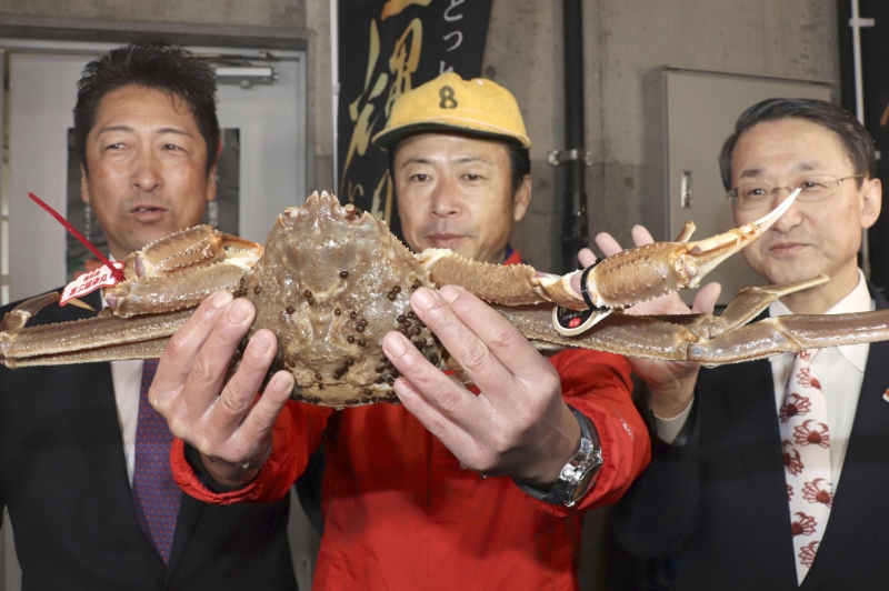 日本松葉蟹季登場,高級品牌蟹一隻500萬日圓拍出。(網圖)