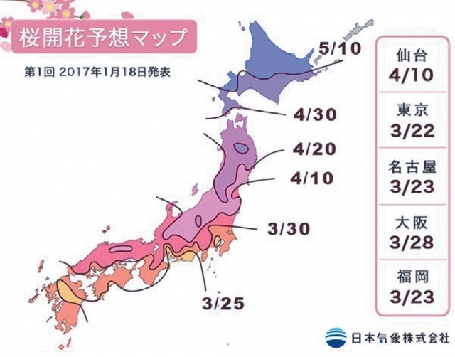 ■日本公佈咗今年櫻花開花時間。