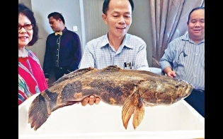 好好過日子——野生笋殼魚
