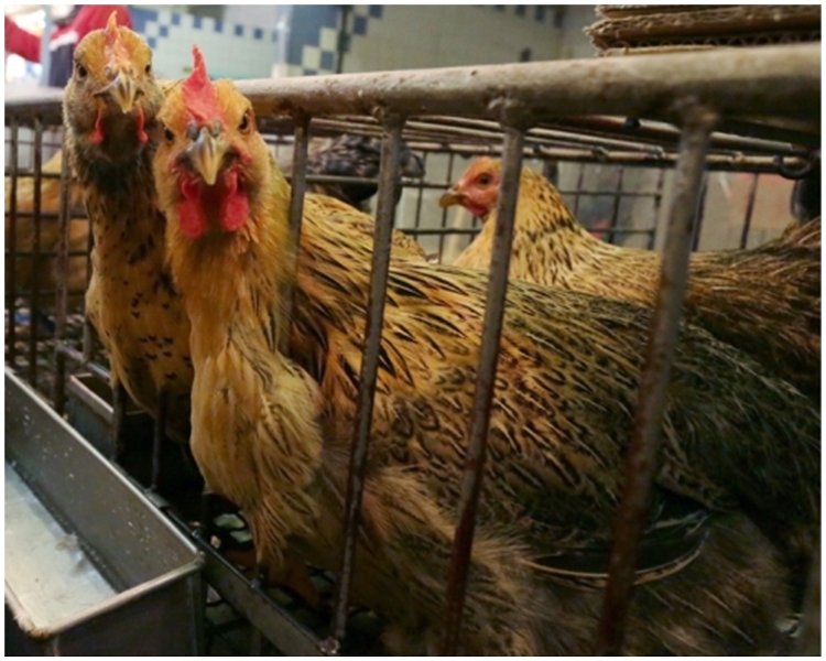 港府密切留意内地h7n9禽流感疫苗 积极研究引入本地养鸡场 