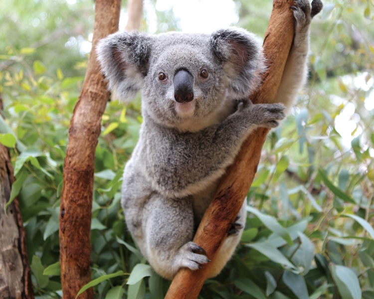 澳洲斥3400万美元拯救树熊 - 星岛头条网