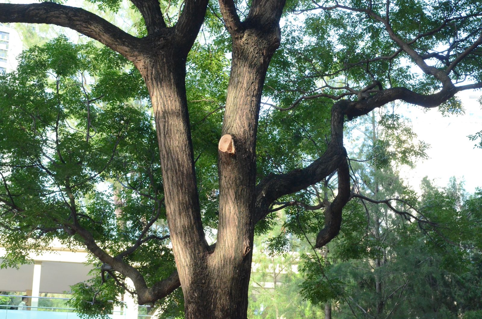 维园塌树桠击中两印佣 受伤送院 - 星岛头条网