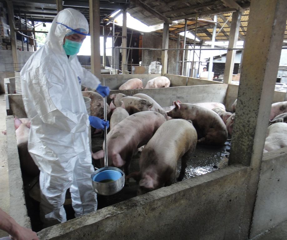 內地非洲豬瘟疫情持續。