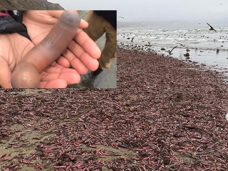 加州大量「陰莖魚」被沖上加州海灘。網上圖片