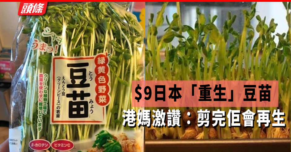 抵食豆苗 9日本豆苗可再種港媽激讚 剪完佢會再生 頭條日報