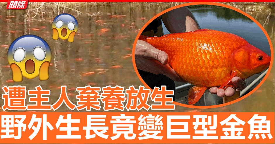 野外生長竟變巨型金魚影響生態明尼蘇達州籲飼主勿放生 頭條日報