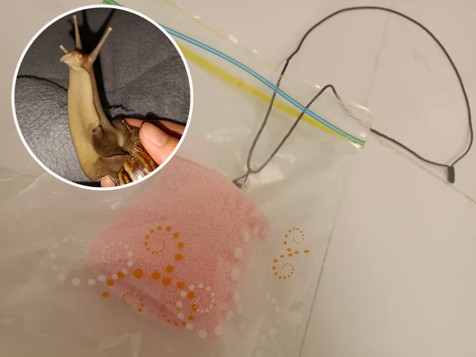 Juicy叮｜搭港鐵遺失寵物蝸牛主人發文急尋︰佢對我好重要 頭條日報