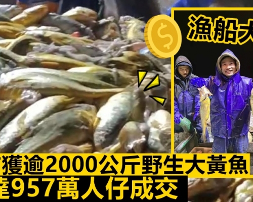 漁船大豐收一網捕獲逾2000公斤野生大黃魚 以高達957萬人仔成交