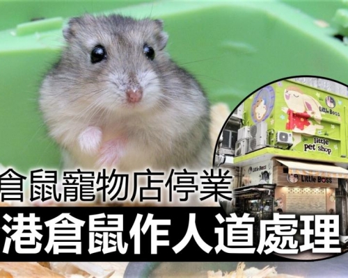 第5波疫情｜全港售賣倉鼠寵物店需停業 所有倉鼠將人道處理