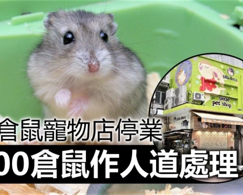 第5波疫情｜全港售賣倉鼠寵物店需停業 約2000倉鼠作人道處理