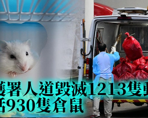 第5波疫情｜1213隻動物包括930隻倉鼠遭人道處理 料本周內滅全港寵物店倉鼠