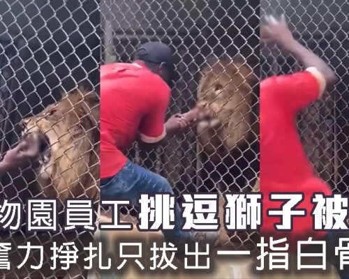 動物園員工挑釁獅子被咬 用力拔出手指僅剩白骨