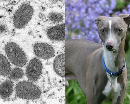 寵物犬與人同床後感染猴痘 首宗人傳寵物猴痘病例