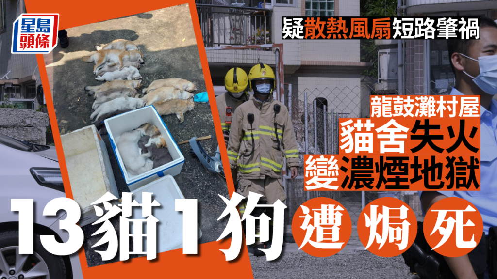 龍鼓灘村屋貓舍閉門失火變濃煙地獄14貓狗遭焗死 頭條日報