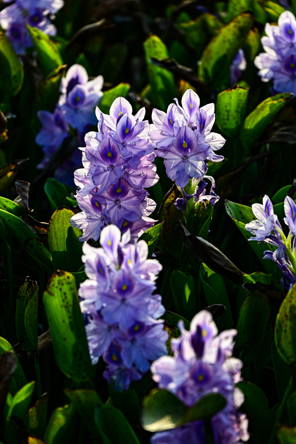 Juicy叮 元朗鳳眼藍怒放花海驚艷網民 附鐵路沿線前去方法 頭條日報