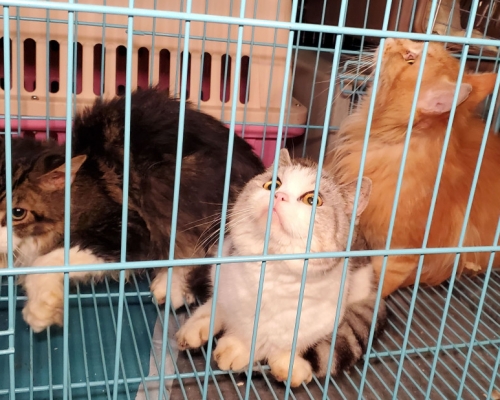 旺角寵物店疑結業 揭4貓無人照顧 1隻死亡
