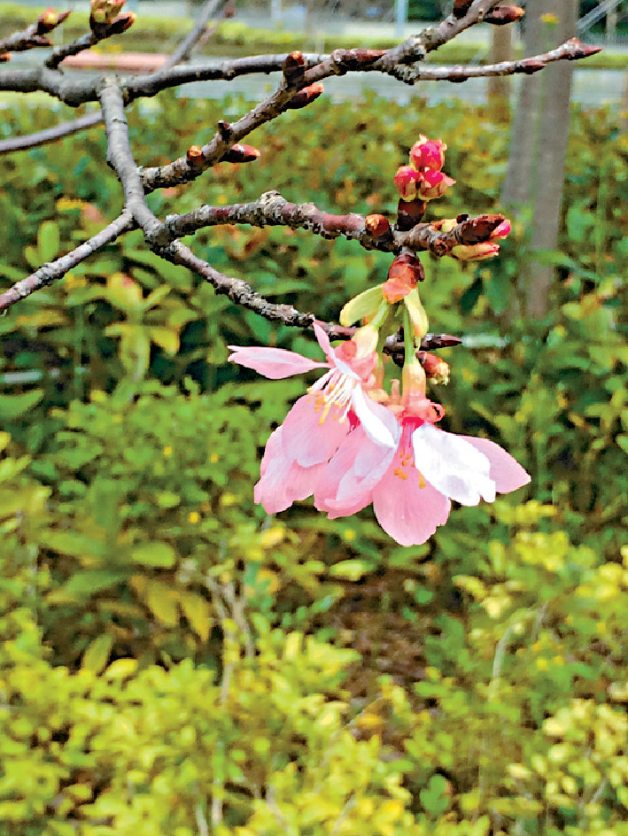 慢活時代 在香港看花 頭條日報