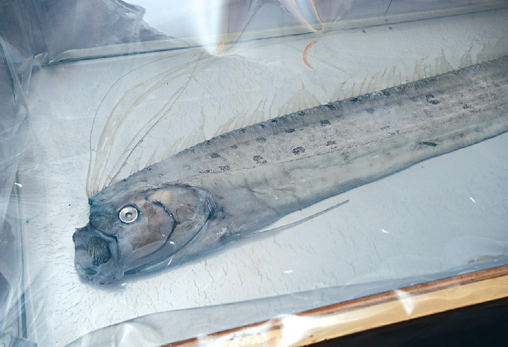 ﻿■該條珍稀皇帶魚已獲學會製成標本。