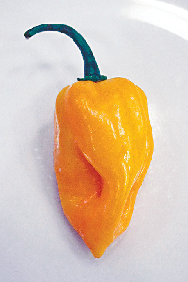 ﻿海南島出產的黃帝椒，是世上最辣的辣椒之一。