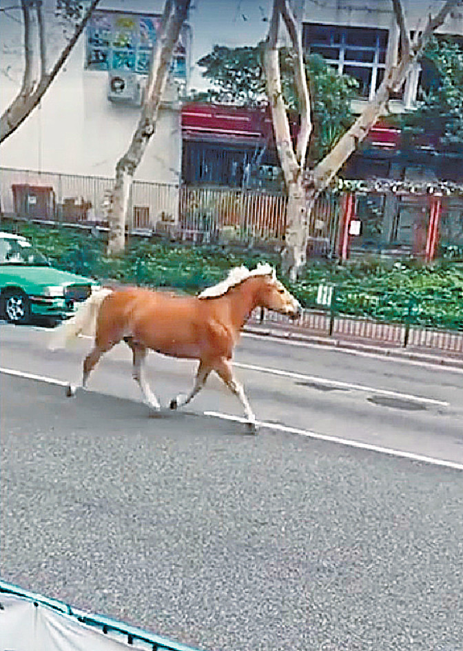 Executive日記 馬術學校 放沙 逃脫馬路真係有馬跑百厭馬仔屯門奔馳 頭條日報