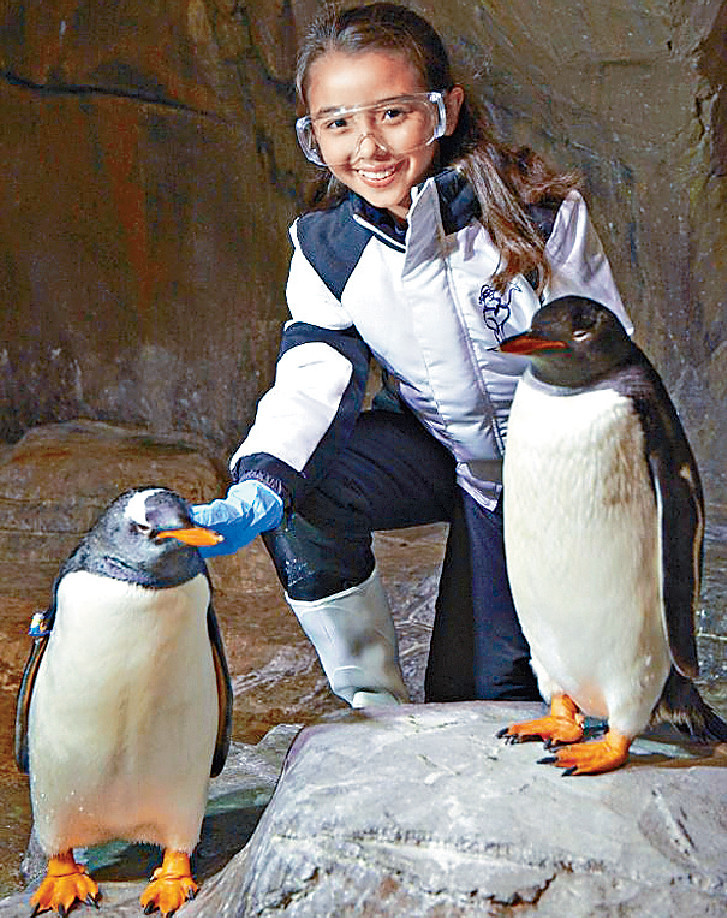 ■贏海洋公園二人企鵝全接觸體驗連入場門票，同企鵝仔玩。p/　　
