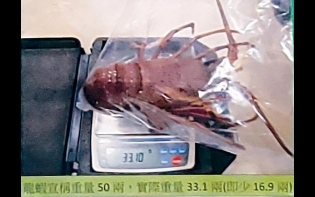 海關放蛇檢控11「奸商」 酒樓勁呃秤 龍蝦少一斤