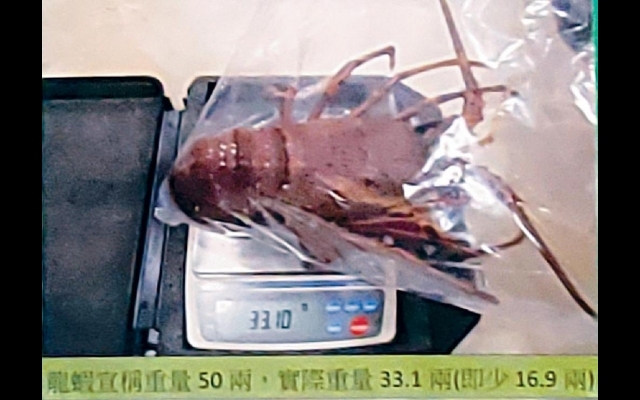 海關放蛇檢控11「奸商」 酒樓勁呃秤 龍蝦少一斤