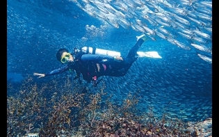 保和島潛水樂