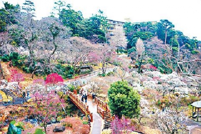 旅遊ceo 伊豆半島春之花祭 頭條日報