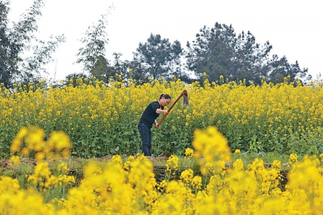 ■日本的「啟蟄」即中國傳統的「驚蟄」，各地農民都忙於春耕春管。