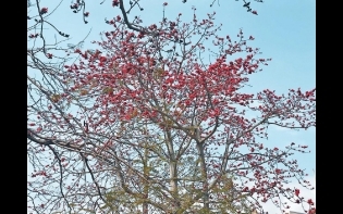 市民蜂擁而至 石崗紅棉盛放 成打卡潮點