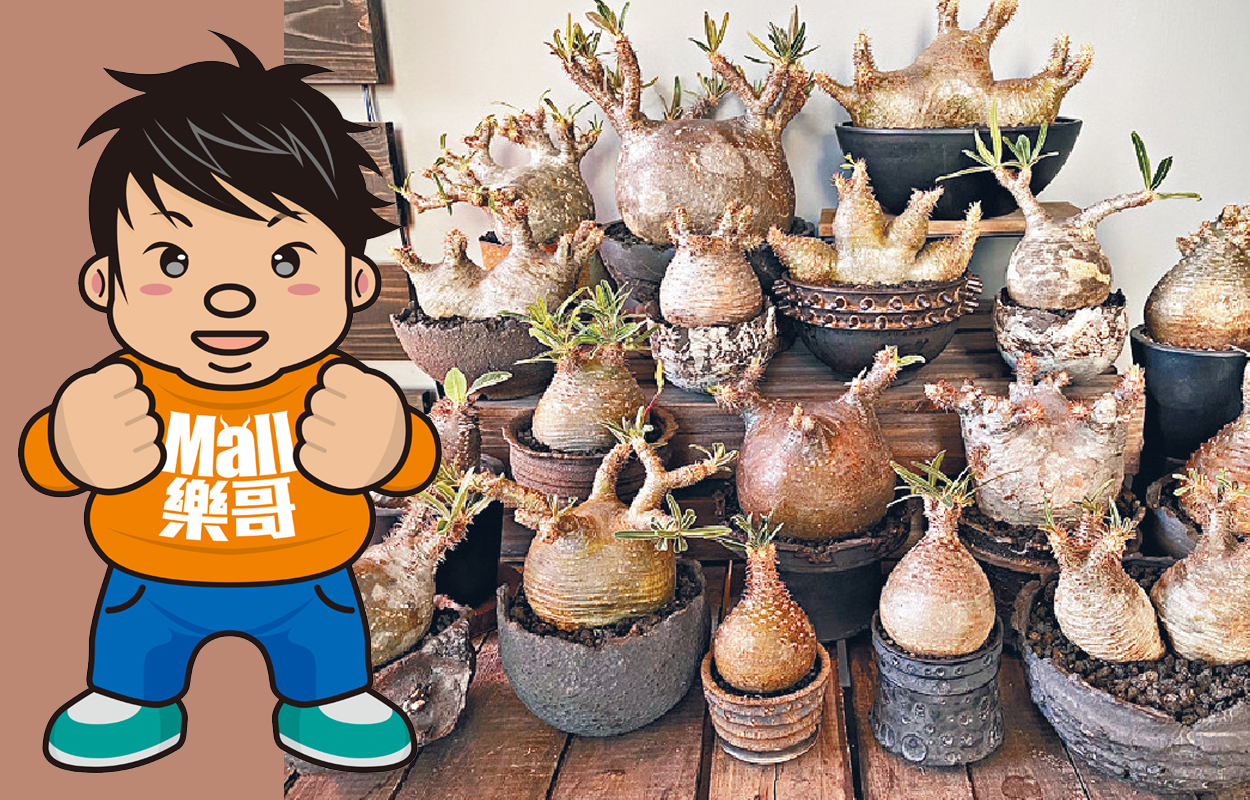 Mall樂哥 樹小 根心 珍奇植物市集 頭條日報 Mall樂哥 樹小 根心 珍奇植物市集 頭條日報