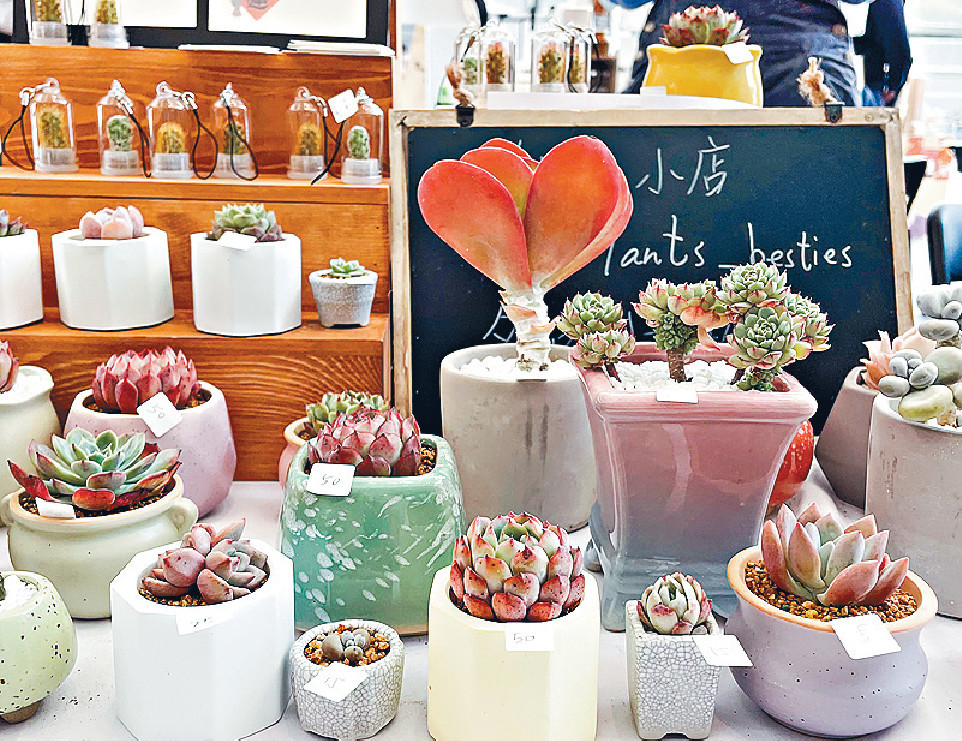 Mall樂哥 樹小 根心 珍奇植物市集 頭條日報