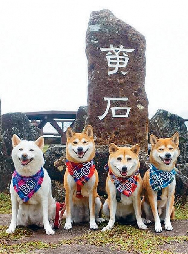 寵物展柴犬咬死貓警列殘酷對待動物 頭條日報