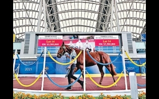 馬不停蹄——成功靠父「幹」