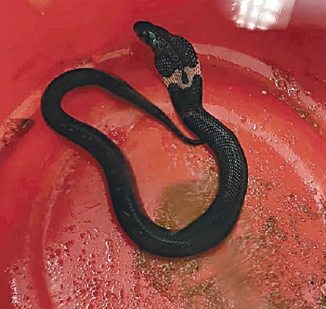 劇毒 飯鏟頭 潛深水灣二灘就擒 頭條日報